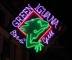 Green Iguana - Brandon