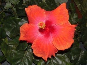 Punta Gorda Hibiscus Festival **Inactive as of 1/9/20